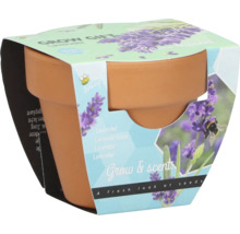 Kit de culture de lavande en pot de terre cuite