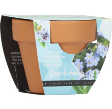 Vergissmeinnicht Pflanzset mit Terrakottatopf