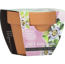Pot de fleurs avec graines de passiflore et emballage