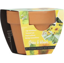 Niedrige Sonnenblume im Terrakotta Topf mit Verpackung