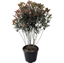 Photinia en pot