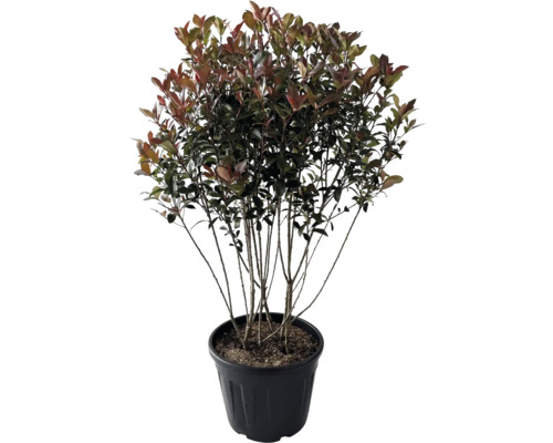 Photinie multi-troncs FloraSelf Photinia fraseri 'Robusta Compacta' h 100-120 cm Co 35 l