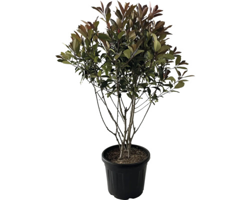 Photinie multi-troncs FloraSelf Photinia fraseri 'Red Robin' h 100-120 cm Co 35 l