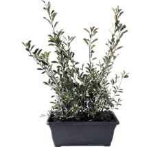 Im Topf gepflanzte Heckenmyrte