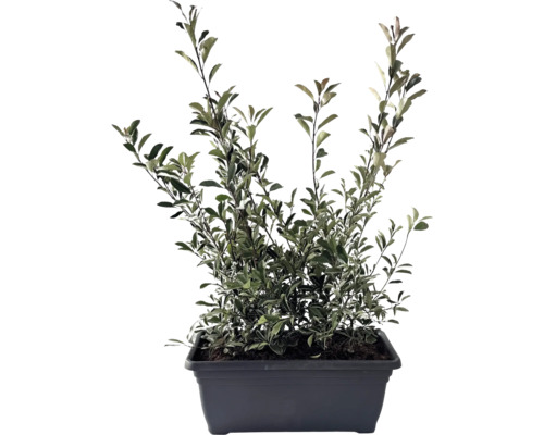 Photinie haie finie L 80 cm h 125-150cm FloraSelf Photinia fraseri 'Pink Marble' bac gris