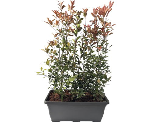 Photinie haie finie L 100 cm h env. 150 cm FloraSelf Photinia fraseri 'Red Robin' bac gris