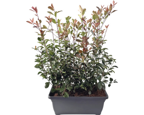 Photinia haie finie L 80 cm h 125-150cm FloraSelf Photinia fraseri 'Red Robin' bac gris