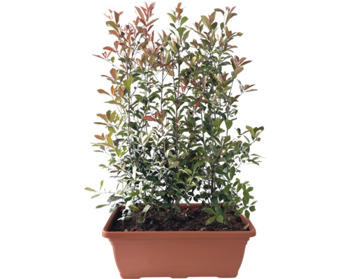 Photinie haie finie L 100 cm h env. 150 cm FloraSelf Photinia fraseri 'Red Robin' bac rouge