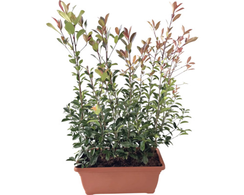 Photinie haie finie L 80 cm h env. 125-150 cm FloraSelf Photinia fraseri 'Red Robin' bac rouge