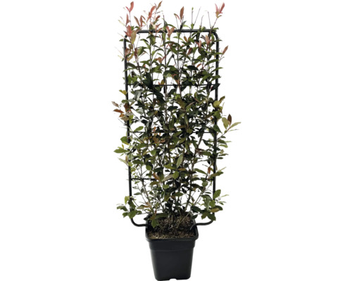 Photinia en espalier FloraSelf Photinia fraseri 'Robusta Compacta' L65 cm l 35 cm h 100-120 cm Co 18 l