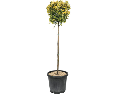 Arbre en pot avec des feuilles vert-jaune