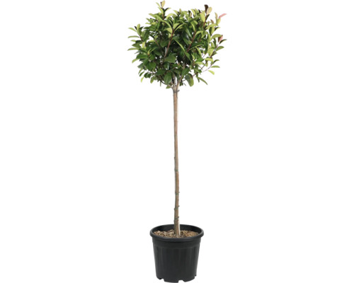 Laurier dans un pot