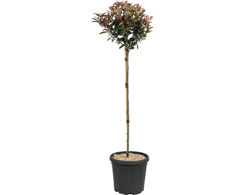 Photinia sur tige en pot