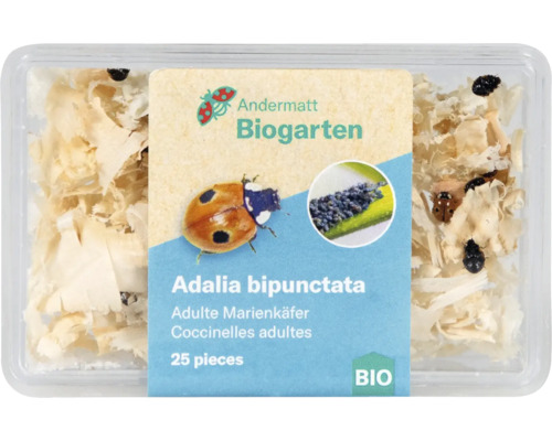 Adalia bipunctata Marienkäfer im Behälter