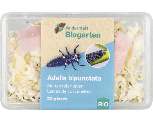 Andermatt Biogarten Adalia bipunctata Larven in Verpackung, 30 Stück