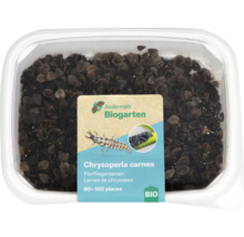 Florfliegenlarven 80 - 100 Stk.