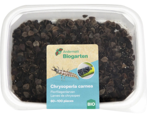 Florfliegenlarven Packung mit circa 80 bis 100 Stück