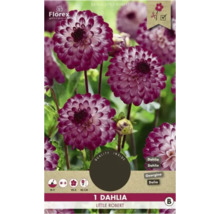 Emballage d''un dahlia unique Little Robert