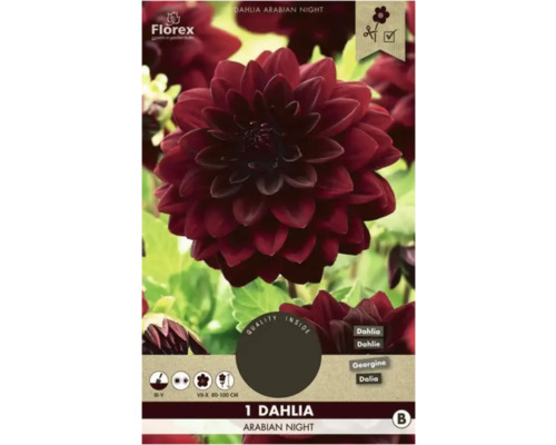 Bulbe à fleurs Dahlia Florex 'Arabian Night' 1 pièce