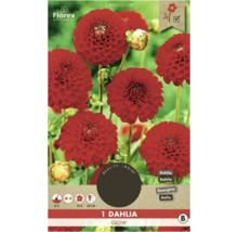 Verpackung einer ''Dahlia Glow'' Dahlie mit Informationen zu Pflanzzeitpunkt und -höhe