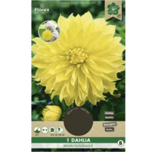 Dahlie Kelvin Floodlight, Zwiebelblume