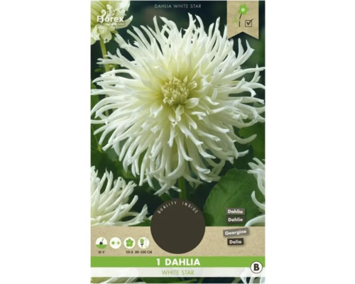 Bulbe de dahlia Florex 'White Star' 1 pièce