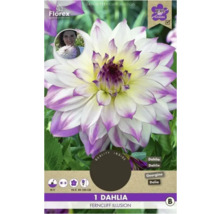 Dahlie Ferncliff Illusion, eine Blume