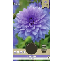 Bulbe de dahlia Florex 'Blue Boy' 1 pièce