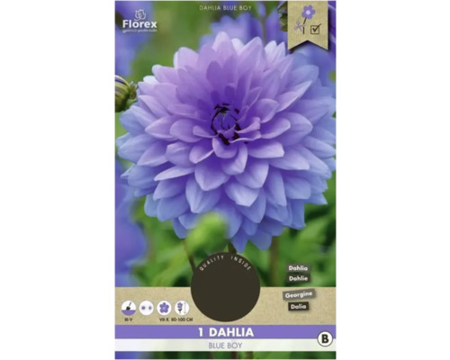 Bulbe de dahlia Florex 'Blue Boy' 1 pièce