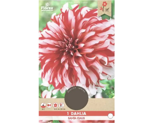 Bulbe de dahlia Florex 'Santa Claus' 1 pièce