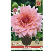 Dahlia Otto''s Thrill en paquet