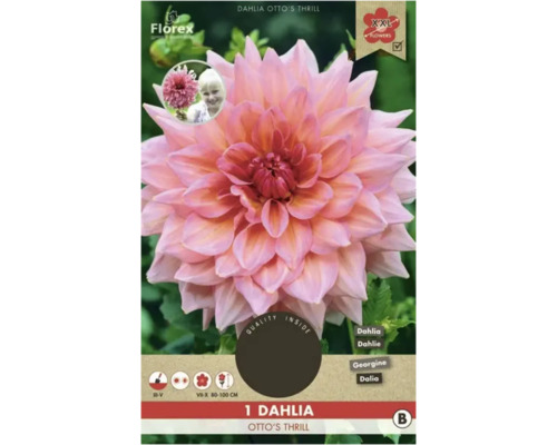 Bulbe de dahlia 'Otto's Thrill' 1 pièce