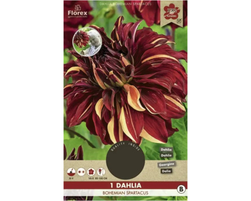 Bulbe de dahlia Florex 'Bohemian Spartacus' 1 pièce