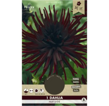 Dahlia Nuit d''Été auf der Verpackung
