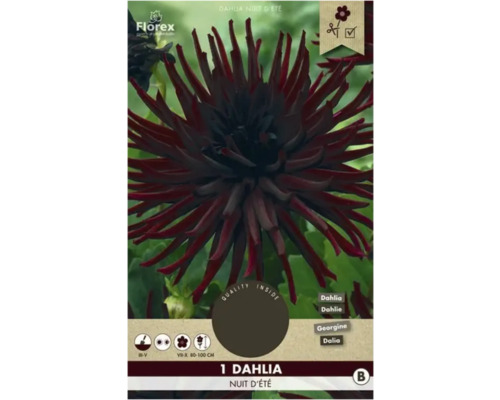 Bulbe de dahlia Florex 'Nuit d'été' 1 pièce