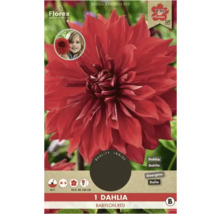 Dahlie Babylon Red, eine Blumenzwiebel für große Blüten
