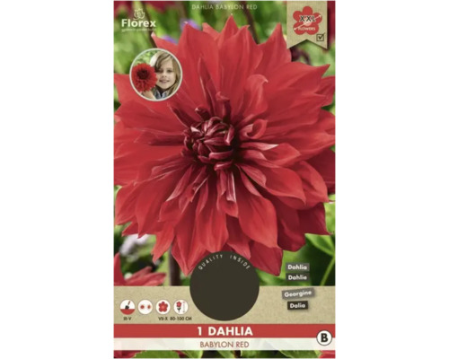 Bulbe de dahlia Florex ' Babylon ' 1 pièce