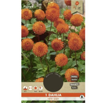 Dahlie New Baby im Paket