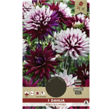 Dahlie Rebecca''s World, mehrfarbige Blüte