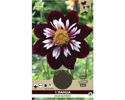 Bulbe de dahlia Florex 'Night Butterfly' 1 pièce