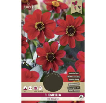 Conditionnement d''un dahlia nain HS Romeo unique, période de floraison de juillet à octobre, hauteur de 50 à 60 centimètres, respectueux des abeilles