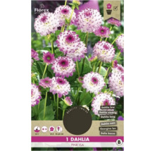 Dahlie Pink Isa, eine niedrige Sorte für den Garten