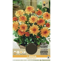 Dahlie Orange Pigmy Pflanze im Topf