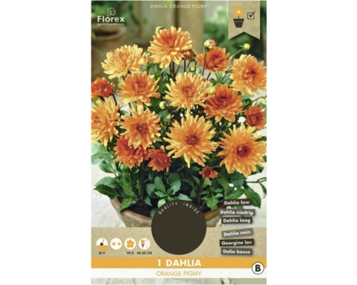 Bulbe de dahlia Florex 'Orange Pigmy' 1 pièce