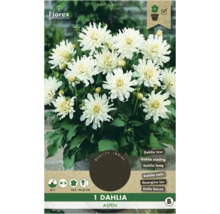 Dahlie Aspen mit weißen Blüten