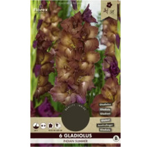 Packung Gladiolus Indian Summer mit sechs Zwiebeln
