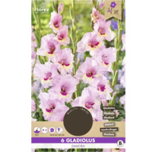 Verpackung mit sechs Gladiole Zamora Blumenzwiebeln