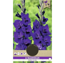 Verpackung mit 6 Gladiolen Purple Flora Blumenzwiebeln