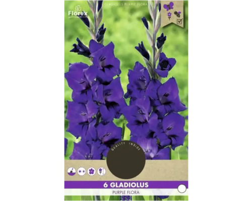 Bulbe de glaïeul Florex 'Purple Flora' 6 pièces