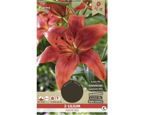 Bulbe de lys Florex 'Asiatic Red' 3 pièces